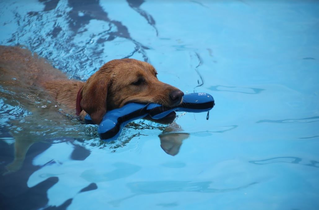 082318ho-doggie-dip-12